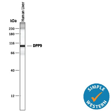 Detection of Human DPP9 antibody by Simple WesternTM.