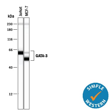 Detection of Human GATA-3 antibody by Simple WesternTM.