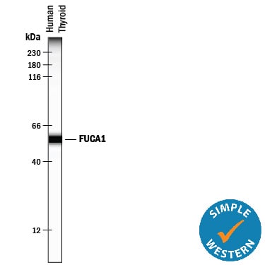 Detection of Human Tissue a-L-Fucosidase/FUCA1 antibody by Simple WesternTM.