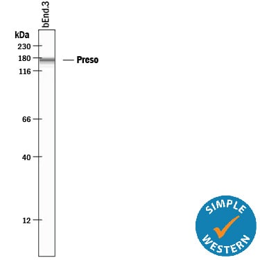 Detection of Mouse Preso/FRMPD4 antibody by Simple WesternTM.