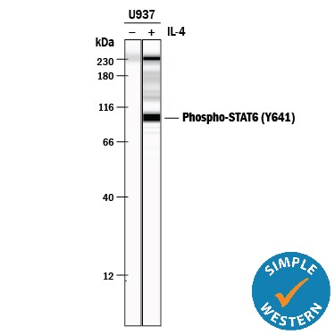 Detection of Human Phospho-STAT6 (Y641) antibody by Simple WesternTM.