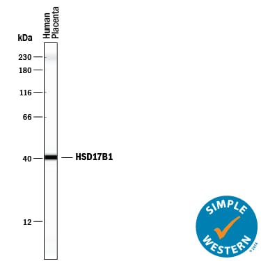 Detection of Human 17  beta -HSD1/HSD17B1 antibody by Simple WesternTM.