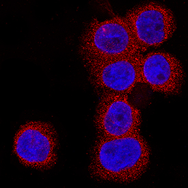 20S Immunoproteasome antibody in U937 Human Cell Line by Immunocytochemistry (ICC).
