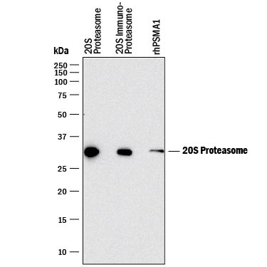 Detection of Human 20S Proteasome antibody by Western Blot.