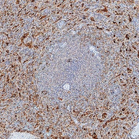 2B4/CD244/SLAMF4 antibody in Human Spleen by Immunohistochemistry (IHC-P).