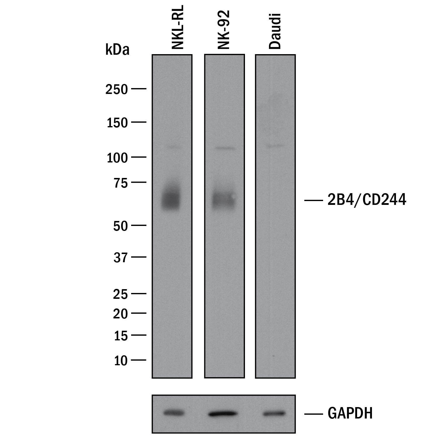 Detection of Human 2B4/CD244/SLAMF4 antibody by Western Blot.
