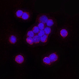 2B4/CD244/SLAMF4 antibody in Human NK Cells by Immunocytochemistry (ICC).