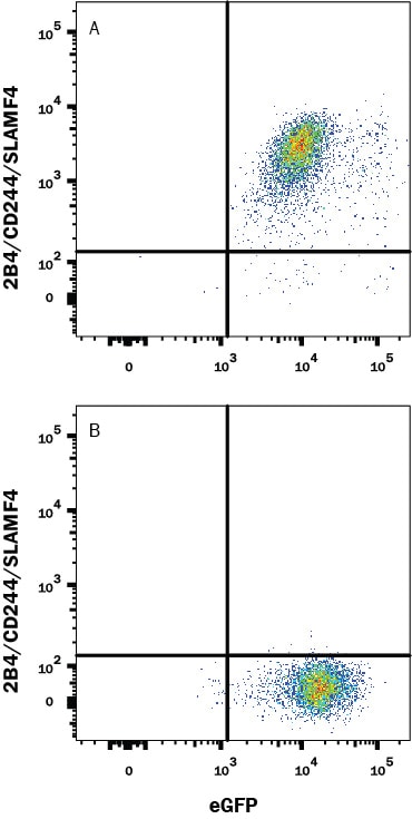 Detection of 2B4/CD244/SLAMF4 antibody in HEK293 Human Cell Line Transfected with Human 2B4/CD244/SLAMF4 and eGFP antibody by Flow Cytometry.