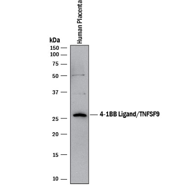 Detection of Human 4-1BB Ligand/TNFSF9 antibody by Western Blot.
