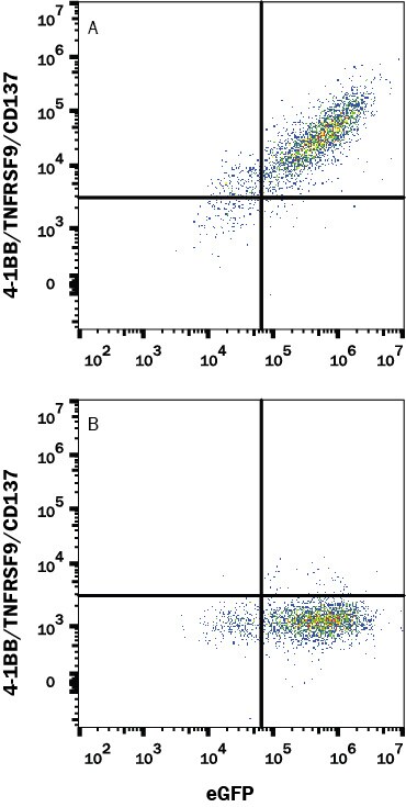 Detection of 4-1BB/TNFRSF9/CD137 antibody in HEK293 Human Cell Line Transfected with Human 4-1BB/TNFRSF9/CD137 and eGFP antibody by Flow Cytometry.