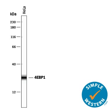 Detection of Human 4EBP1 antibody by Simple WesternTM.