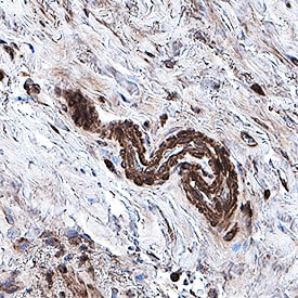 4-Hydroxynonenal antibody in Human Prostate by Immunohistochemistry (IHC-P).