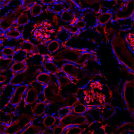 5'-Nucleotidase/CD73 antibody in Mouse Kidney by Immunohistochemistry (IHC-Fr).