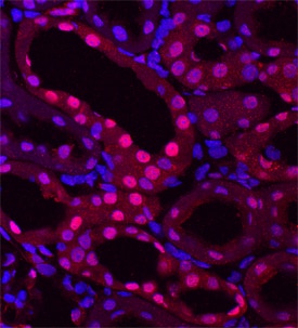 53BP1 antibody in Rat Kidney by Immunohistochemistry (IHC-Fr).