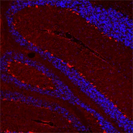 5-HT2B antibody in Mouse Cerebellum by Immunohistochemistry (IHC-P).