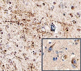 5-HT4 antibody in Human Brain by Immunohistochemistry (IHC-P).