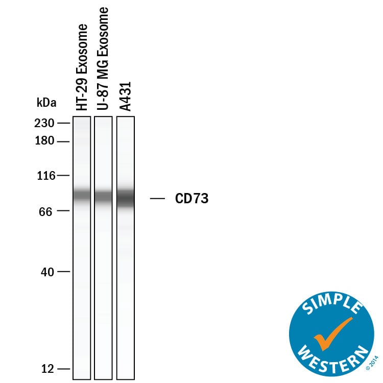 Detection of Human 5'-Nucleotidase/CD73 antibody by Simple WesternTM.