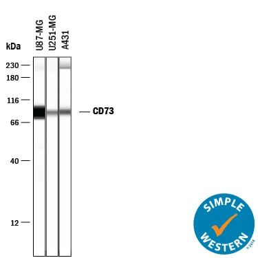 Detection of Human 5'-Nucleotidase/CD73 antibody by Simple WesternTM.