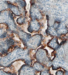 5T4 antibody in Human Placenta by Immunohistochemistry (IHC-P).