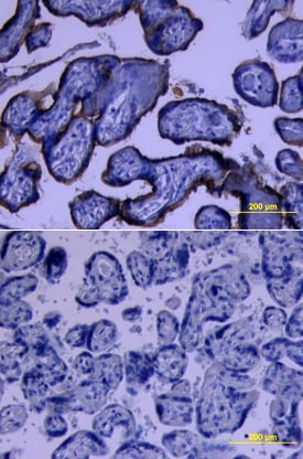 5T4 antibody in Human Placenta by Immunohistochemistry (IHC-P).