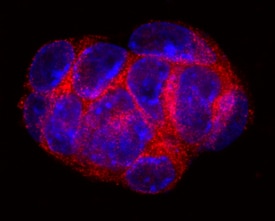 5T4 antibody in D3 Mouse Cell Line by Immunocytochemistry (ICC).