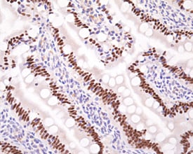 HNF‑4?/NR2A2 antibody in Rat Small Intestine by Immunohistochemistry (IHC-P).