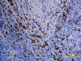 DLEC/CLEC4C/BDCA-2 antibody in Human Lymph Node by Immunohistochemistry (IHC-P).