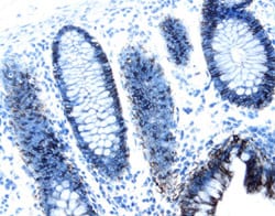 A33 antibody in Human Colon by Immunohistochemistry (IHC-P).