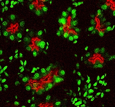 ACE‑2 antibody in Mouse Kidney by Immunohistochemistry (IHC-Fr).