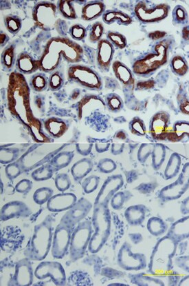 ACE-2 antibody in Mouse Kidney by Immunohistochemistry (IHC-Fr).