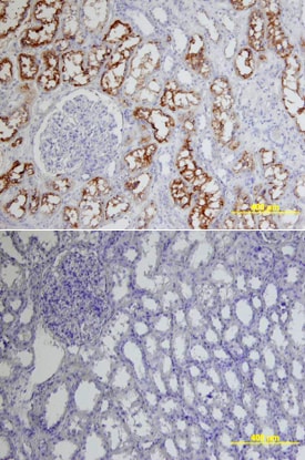 ACE-2 antibody in Human Kidney by Immunohistochemistry (IHC-P).
