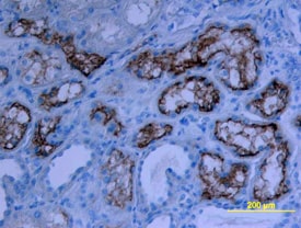 ACE-2 antibody in Human Kidney by Immunohistochemistry (IHC-P).