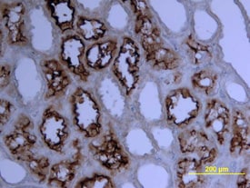 ACE-2 antibody in Human Kidney by Immunohistochemistry (IHC-P).