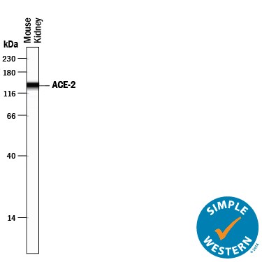 Detection of Mouse ACE-2 antibody by Simple WesternTM.