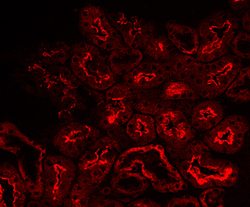 ACE/CD143 antibody in Mouse Kidney by Immunohistochemistry (IHC-Fr).