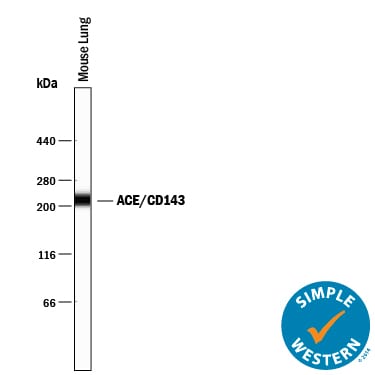 Detection of Mouse ACE/CD143 antibody by Simple WesternTM.
