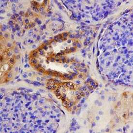 ADAMTS15 antibody in Human Kidney by Immunohistochemistry (IHC-P).