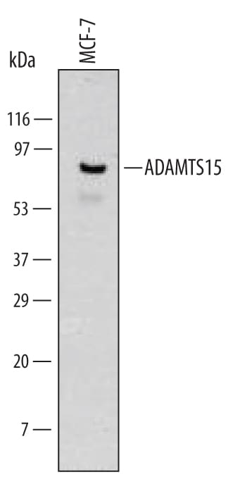 Detection of Human ADAMTS15 antibody by Western Blot.