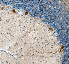 ADAMTS8 antibody in Human Brain by Immunohistochemistry (IHC-P).