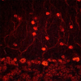ADNP antibody in Mouse Brain by Immunohistochemistry (IHC-Fr).