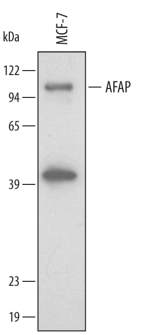 Detection of Human AFAP antibody by Western Blot.