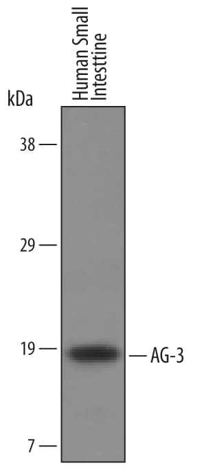 Detection of Human AG‑3 antibody by Western Blot.