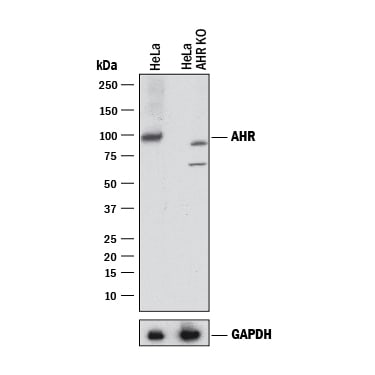 Western Blot Shows Human AHR Antibody Specificity by Using Knockout Cell Line.
