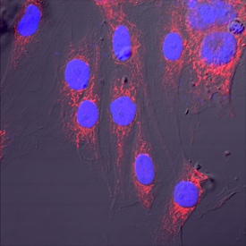 AIF antibody in HeLa Human Cell Line by Immunocytochemistry (ICC).