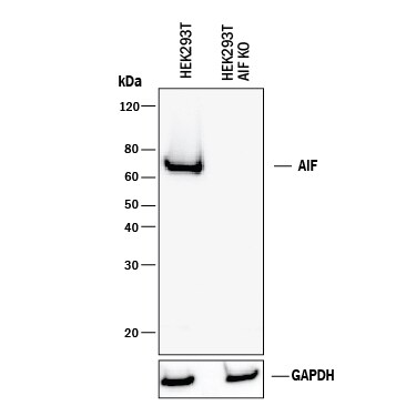 Western Blot Shows Human AIF Antibody Specificity by Using Knockout Cell Line.