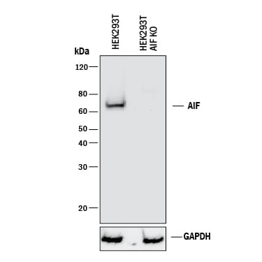 Western Blot Shows Human AIF Antibody Specificity by Using Knockout Cell Line.