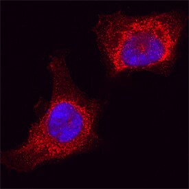 AIF antibody in HeLa Human Cell Line by Immunocytochemistry (ICC).
