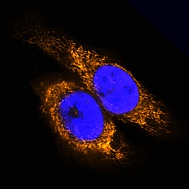 AIF antibody in HeLa Human Cell Line by Immunocytochemistry (ICC).