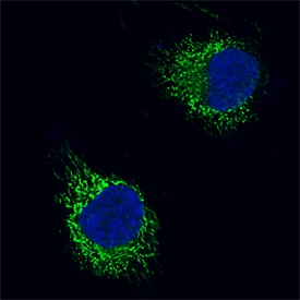 AIF antibody in HeLa Human Cell Line by Immunocytochemistry (ICC).