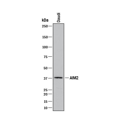 Detection of Human AIM2 antibody by Western Blot.